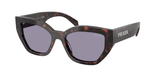Root Tortoise (17N03N) / 53