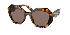 Honey Tortoise (VAU05C)