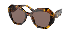 Honey Tortoise (VAU05C)
