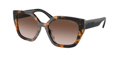 Honey Tortoise (VAU6S1)