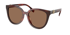 Gradient Tortoise (201173)