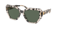Tortoise (195171)