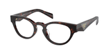 Briar Tortoise (16N1O1) / 49