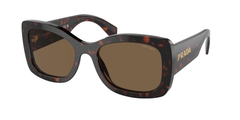 Briar Tortoise (16N5Y1)