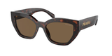 Briar Tortoise (16N5Y1) / 53