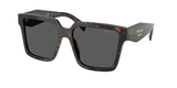 Root Tortoise (17N40L) / 57